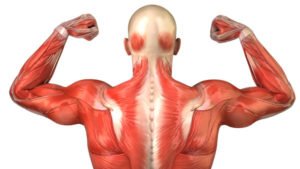 Muscles of the upper back