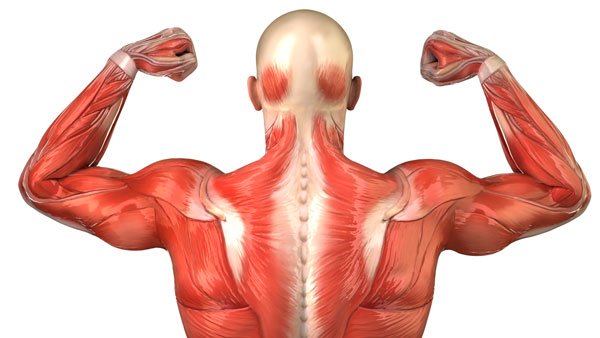 Can Your Muscles “Taste” Sugar? | Breaking Muscle