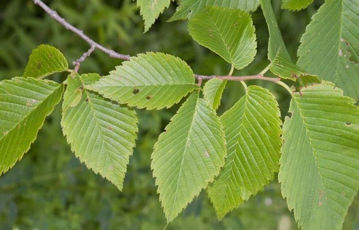 Why Slippery Elm?